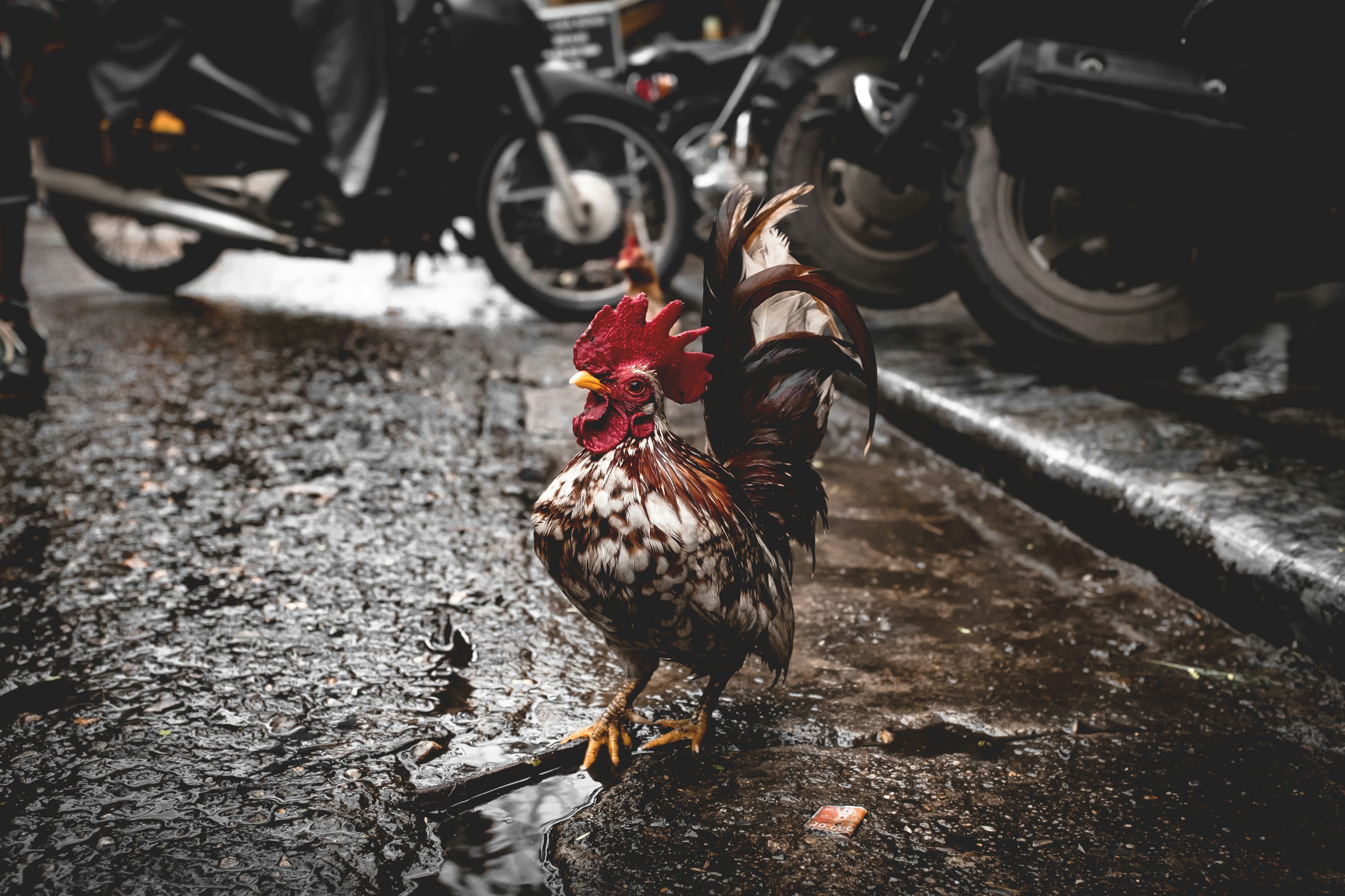 red, black and white rooster